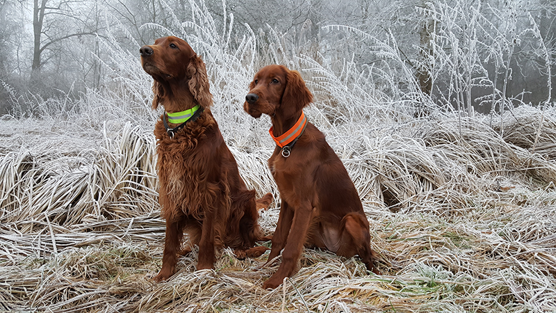 IrskÃ½ setr chovatelskÃ¡ stanice Amemait Ã Ãire